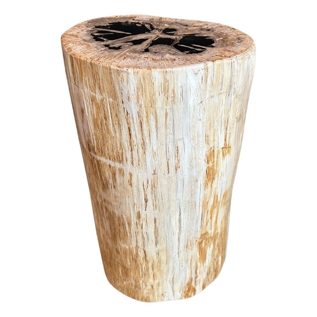Andrianna Shamaris High Quality Petrified Wood Side Table For Sale