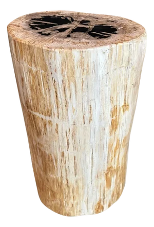 Andrianna Shamaris High Quality Petrified Wood Side Table