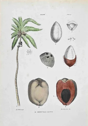 Vincenzo Tenore, The Coconut, Lithograph, 1870s
