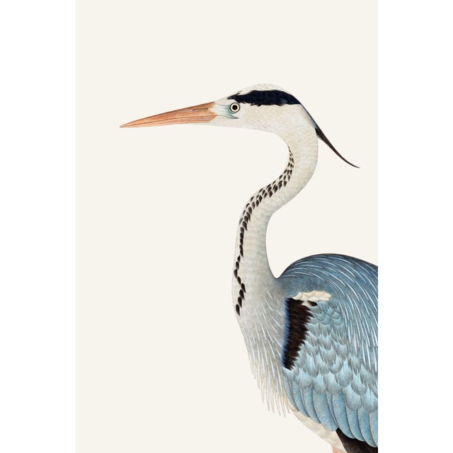 Paper Gray Heron, Vintage Bird Art Print Reproduction, 20" X 30" For Sale - Image 7 of 10