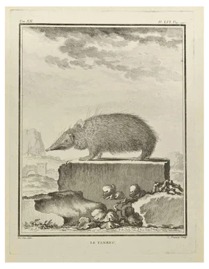 Jean Charles Baquoy, Le Tendrac, Etching, 1771