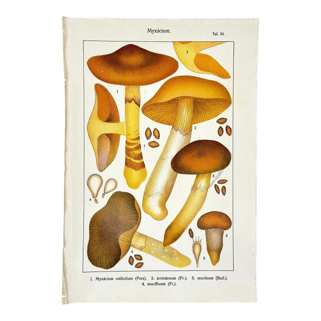 Original Antique 19th C Hand Colored Lithograph Myxacium Mushrooms Fungi by Carl Gustav Jablonsky For Sale
