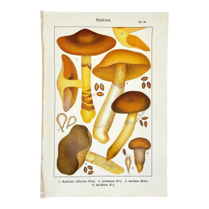 Original Antique 19th C Hand Colored Lithograph Myxacium Mushrooms Fungi by Carl Gustav Jablonsky