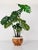1970s Late Mid-Century Italian Cachepot in Castelli Ceramic with Burl Decoration, 1970s For Sale - Image 5 of 15