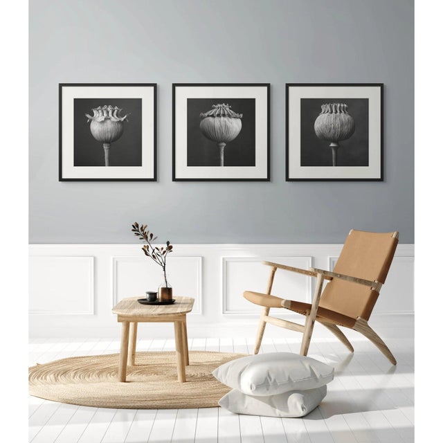 2020s Poppy Pod Head No. 4 - Black and White Botanical Floral Photograph Print | Karl Blossfeldt | Unframed For Sale - Image 5 of 5