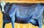 1990s Suzanne Frazier Blue Cow Oil on Canvas Painting For Sale - Image 5 of 12