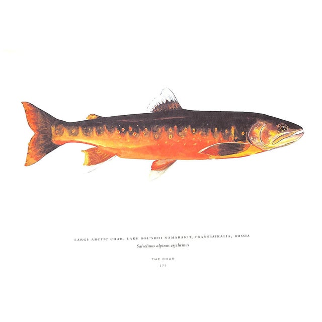 2000 - 2009 "Trout of the World" 2003 Prosek, James For Sale - Image 5 of 9