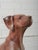 A beautifully hand-carved wooden sculpture depicting a seated hound dog with an alert and dignified expression. This...