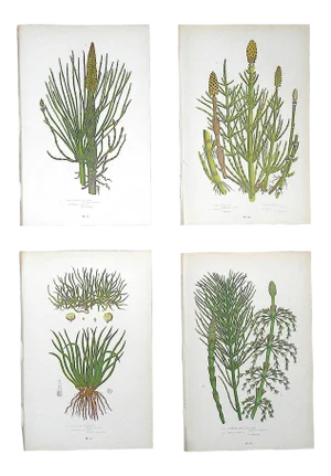Antique 19th Century Botanical Lithographs-Ferns - Set of 4