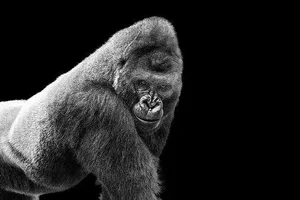 Gorilla' Contemporary Archival Black and White Photograph Print From the Original Negative by Thomas Fikar - 20x24