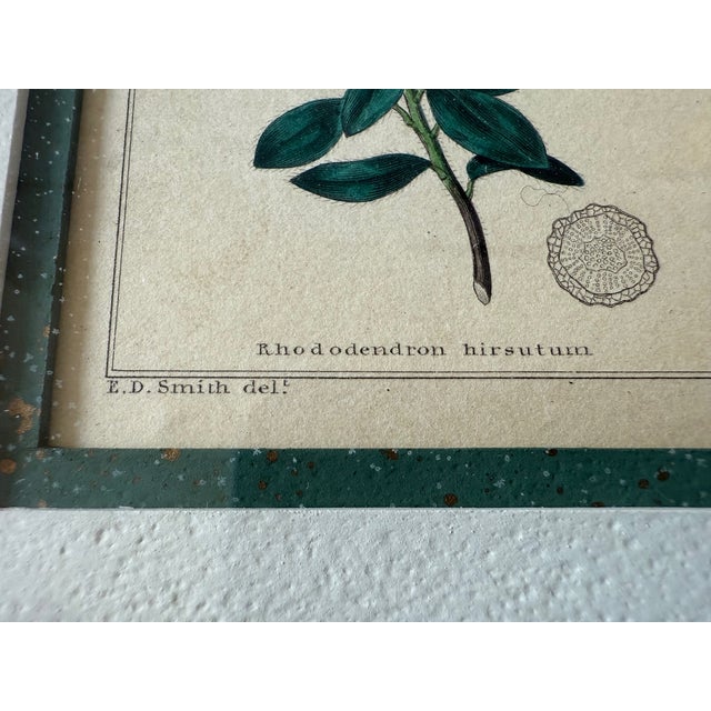 Pair of Framed Vintage Botanical Flower Specimen Prints For Sale - Image 14 of 18