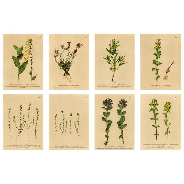 After Anton Hartinger, Alpine Foxglove & Wildflowers Small Seizded Botanical Plates, 1897, Prints, Set of 8 For Sale - Image 12 of 12