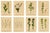 After Anton Hartinger, Alpine Foxglove & Wildflowers Small Seizded Botanical Plates, 1897, Prints, Set of 8 For Sale - Image 12 of 12