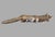 Large Silver Fox, 1904 For Sale - Image 4 of 9