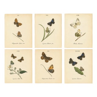 William Home Lizars after Sir William Jardine, Small-Format Butterfly with Botanical Studies, 1835, Paper Engravings, Set of 6 For Sale
