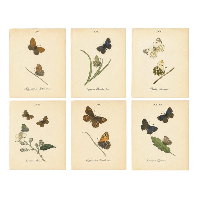 William Home Lizars after Sir William Jardine, Small-Format Butterfly with Botanical Studies, 1835, Paper Engravings, Set of 6 For Sale