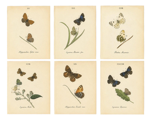 William Home Lizars after Sir William Jardine, Small-Format Butterfly with Botanical Studies, 1835, Paper Engravings, Set of 6
