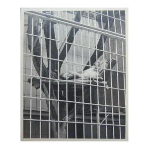 Mid 20th Century Black and White Photograph of a Large Cat Lounging in a Zoo Enclosure