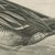 After Lilian Medland, Duck Preening, 1909, Print For Sale - Image 4 of 9