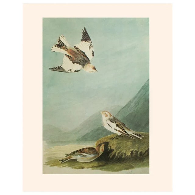 1966 Vintage Cottage Print "Snow Bunting" After John James Audubon For Sale In Dallas - Image 6 of 7
