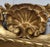 19th Century 19th Century Cartoccio Wooden Mirror in Gold Leaf, 1850 For Sale - Image 5 of 12