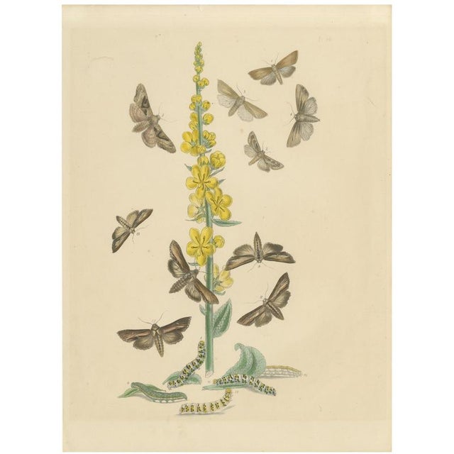 Humphreys & Westwood, British Moths and Caterpillars on Mullein, 1845, Color Lithograph For Sale - Image 9 of 9
