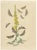 Humphreys & Westwood, British Moths and Caterpillars on Mullein, 1845, Color Lithograph For Sale - Image 9 of 9