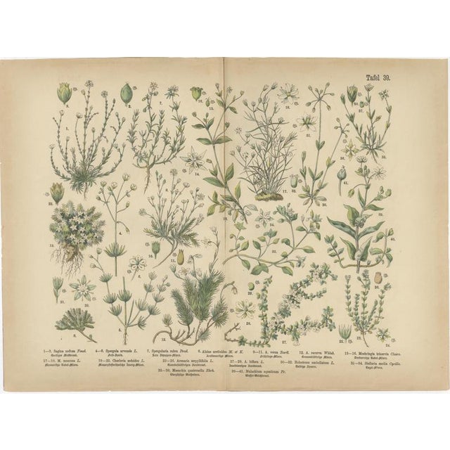 Paper Antique Botanical Charts of German Wildflowers, Stuttgart, 1885, Set of 6 For Sale - Image 7 of 9