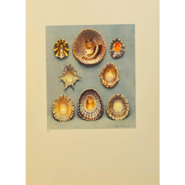 Printmaking Materials 1935 Rare Set of 3 French Lithographs-Sea Shells For Sale - Image 7 of 7