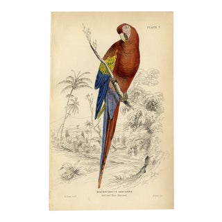 "Macrocercus Aracangua", Original 19th Century Engraving For Sale