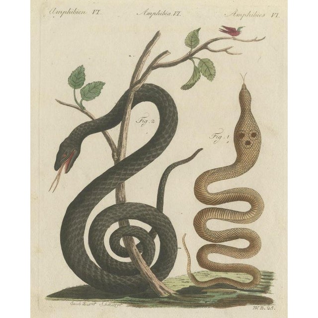 Bertuch, Black Snake with Hummingbird, 1805, Print For Sale - Image 12 of 12