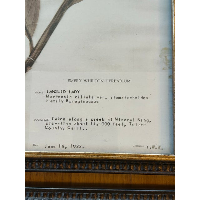 Wood Vintage Emery Whilton Herbarium Botanical Prints - A Set of 4 For Sale - Image 7 of 11