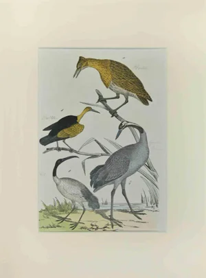 Johann Friedrich Naumann, Bittern, Etching, 1840