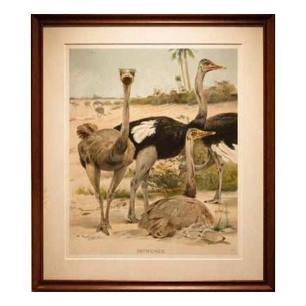 Kuhnert, Ostrich, 1895, Chromolithograph For Sale
