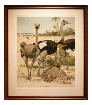 Kuhnert, Ostrich, 1895, Chromolithograph