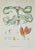 Lithograph hand watercolored. Belongs to the Series "Atlante di Botanica popolare ossia Illustrazione di Piante Notevoli...