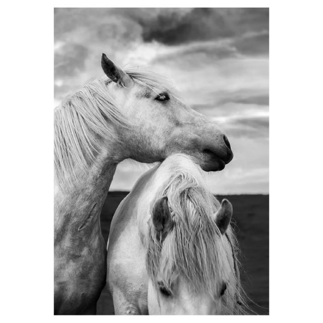 Diane39, Scottish Horses, Photographic Paper For Sale