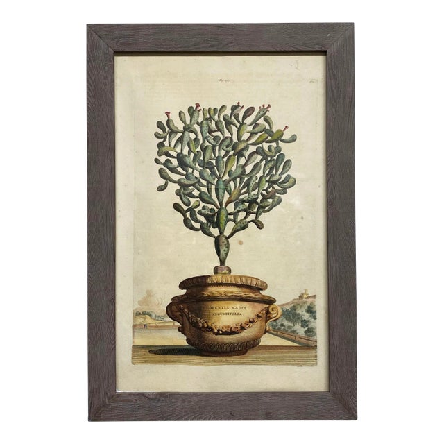 Antique Original Abraham Munting "Potted Cactus Opuntia Major Angustifolia" Hand Colored Botanical Print Woodcut on Paper, Framed For Sale