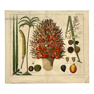 Vintage Boho Botanical Engraving For Sale