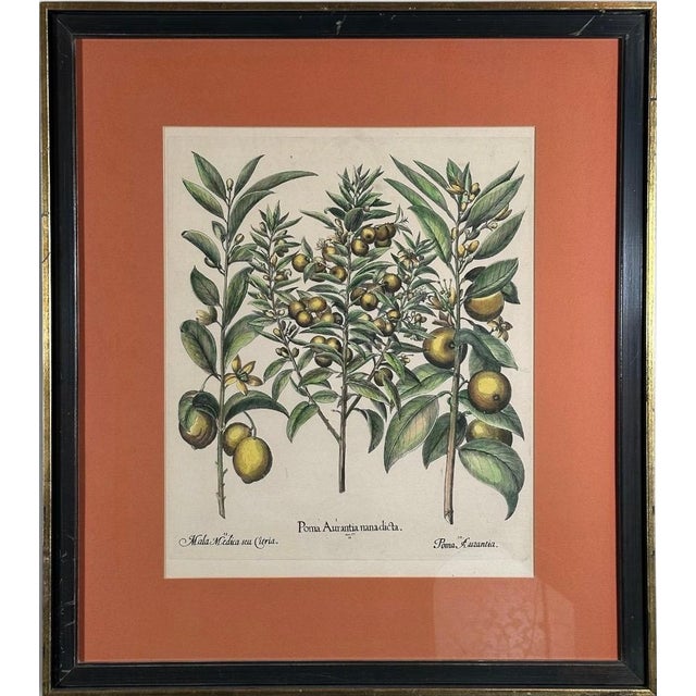 Vintage Framed Basilius Besler Botanical Lithograph Prints Hortus Eystettensis Pair For Sale - Image 10 of 18