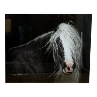Terry Kirkland Cook Bombshell a Gypsy Vanner Acrylic Print For Sale