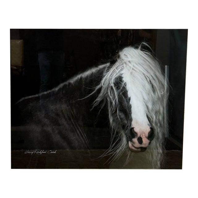 Terry Kirkland Cook Bombshell a Gypsy Vanner Acrylic Print For Sale