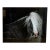 Terry Kirkland Cook Bombshell a Gypsy Vanner Acrylic Print For Sale