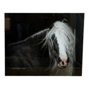 Terry Kirkland Cook Bombshell a Gypsy Vanner Acrylic Print