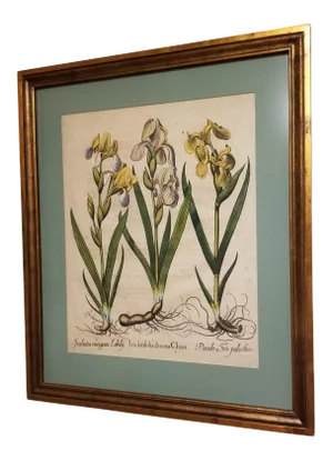Basilius Besler 17th Century Botanical Engraving