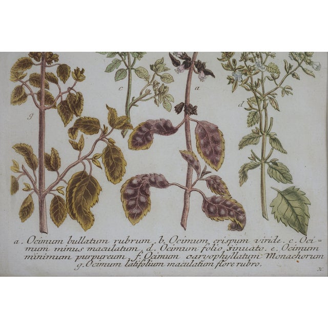 French Country Antique Weinmann Framed Botanical Engraving – Basil (Ocimum) From Phytanthoza Iconographia Wall Decor For Sale - Image 3 of 4