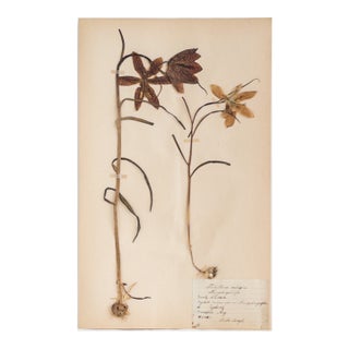 Vintage Swedish Herbarium - Fritillaria ~ Checkered Lily, Circa 1937 For Sale