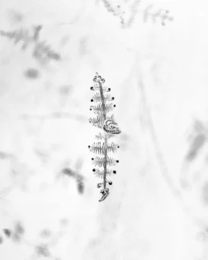 Ugne Pouwell, Baby Fern, 2026, Photography, Limited 10