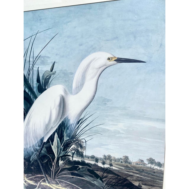 John James Audubon Vintage Ornithological Snowy Heron/White Egret Print Beautifully Matted and Framed Excellent Condition. For Sale - Image 11 of 14
