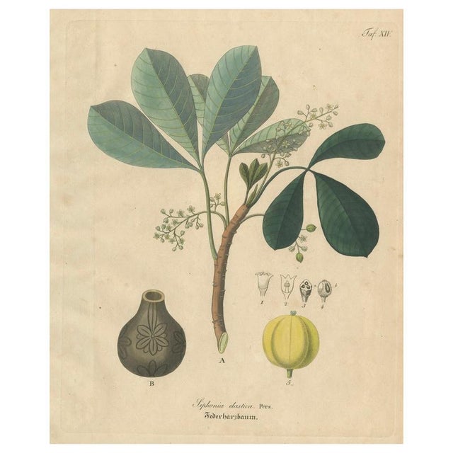 Siphonia Elastica, 1800s, Paper For Sale - Image 10 of 10